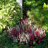 Herbstbepflanzung