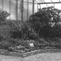 Ausstellung im Palmengarten Frankfurt 1953